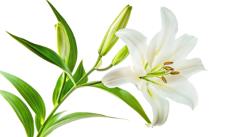 Easter lily branch and flower isolate on transparency background png