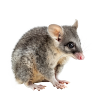 Possum side view full body isolate on transparency background png