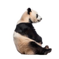 Giant Panda side view full body isolate on transparency background png