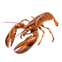 Lobster side view full body isolate on transparency background png
