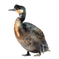 Grebe front view full body isolate on transparency background png