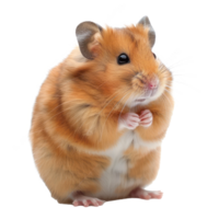 Hamsters pet side view full body isolate on transparency background png