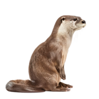Otter side view full body isolate on transparency background png