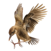 Kiwi bird fly full body isolate on transparency background png