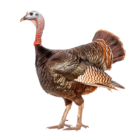 Turkey bird side view full body isolate on transparency background png