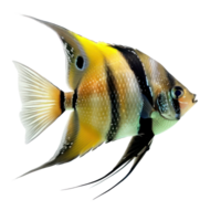 Angelfish front view full body isolate on transparency background png