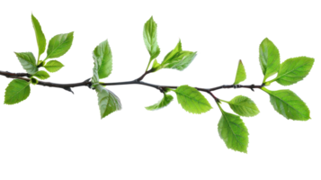 Bright green Spring leaves branch isolate on transparency background png