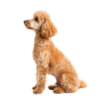 Poodles side view full body isolate on transparency background png