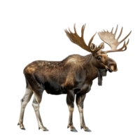 Moose full body isolate on transparency background png