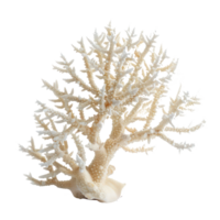 Beautiful Coral isolate on transparency background png