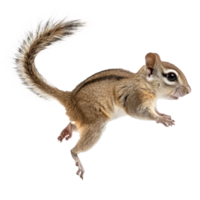 Flying Squirrel side view full body isolate on transparency background png