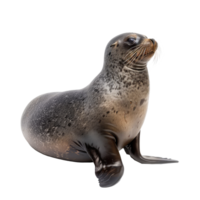 Seal side view full body isolate on transparency background png