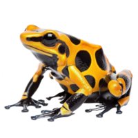 Dart Frog side view full body isolate on transparency background png