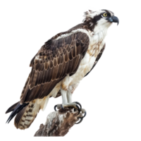 Ospreys bird side view full body isolate on transparency background png