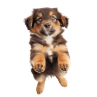 floating full body puppy isolate on transparency background png