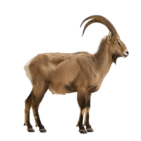 Ibex side view full body isolate on transparency background png