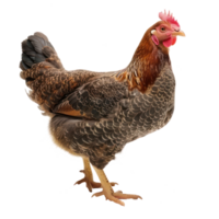 Hen front view full body isolate on transparency background png