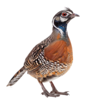 Quail front view full body isolate on transparency background png