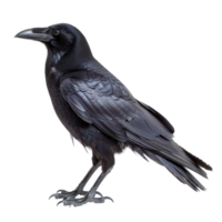 Crow side view full body isolate on transparency background png