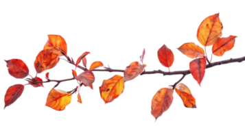 Autumn branch and leaves isolate on transparency background png