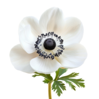 Anemone flower isolate on transparency background png