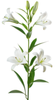 Easter lily branch and flower isolate on transparency background png