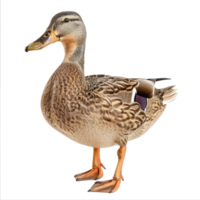 Duck side view full body isolate on transparency background png