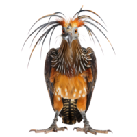Hoatzin bird front view full body isolate on transparency background png