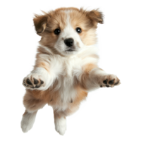 floating full body puppy isolate on transparency background png