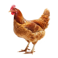 Hen front view full body isolate on transparency background png