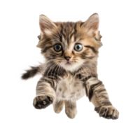 floating full body kitten isolate on transparency background png