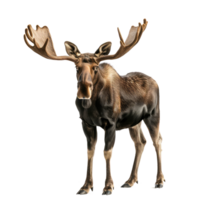 Moose front view full body isolate on transparency background png