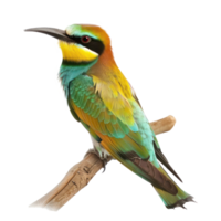 Bee-eater bird side view full body isolate on transparency background png