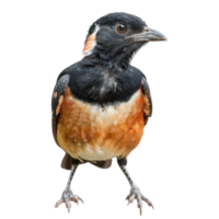 Rallidae bird front view full body isolate on transparency background png