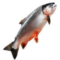 floating raw salmon isolate on transparency background png