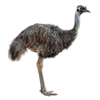 Emu full body isolate on transparency background png