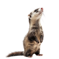 Ferrets pet side view full body isolate on transparency background png