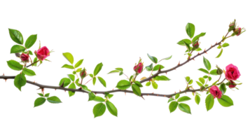wild rose branch isolate on transparency background png