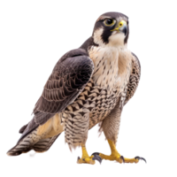 Falcon bird frontview full body isolate on transparency background png
