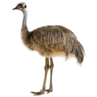 Emu full body isolate on transparency background png