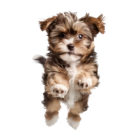 floating full body puppy isolate on transparency background png