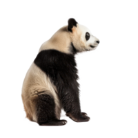 Giant Panda side view full body isolate on transparency background png