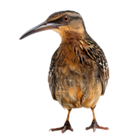 Rail bird front view full body isolate on transparency background png