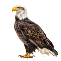 Eagle side view full body isolate on transparency background png