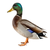 Mallard bird side view full body isolate on transparency background png