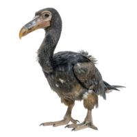 Dodo bird front view full body isolate on transparency background png
