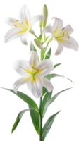 Easter lily branch and flower isolate on transparency background png