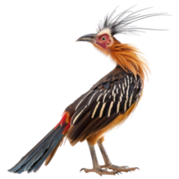Hoatzin bird side view full body isolate on transparency background png