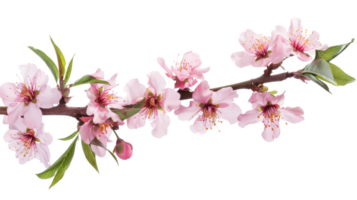 Peach Blossoms branch isolate on transparency background png