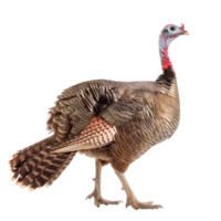 Turkey bird front view full body isolate on transparency background png